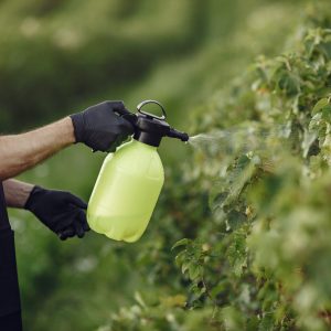 Farmer spraying vegetables in the garden with herbicides. Man in a black apron.